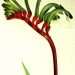 Symbol of red and green kangaroo paw